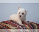Small Photo #4 West Highland White Terrier Puppy For Sale in PLEASANTON, KS, USA