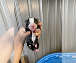 Small Photo #1 Australian Shepherd Puppy For Sale in SAINT MATTHEWS, SC, USA