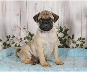 Pug Puppy for sale in PENNS CREEK, PA, USA