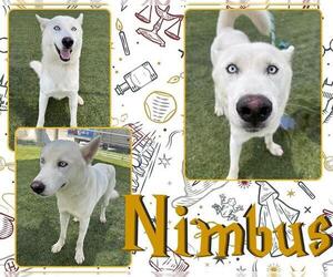- Mix Dogs for adoption in Pearland, TX, USA