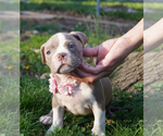 Small #6 American Bully