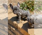 Small Photo #27 French Bulldog Puppy For Sale in HOPKINSVILLE, KY, USA
