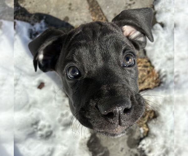 Medium Photo #7 Boweimar Puppy For Sale in Brewster, NY, USA