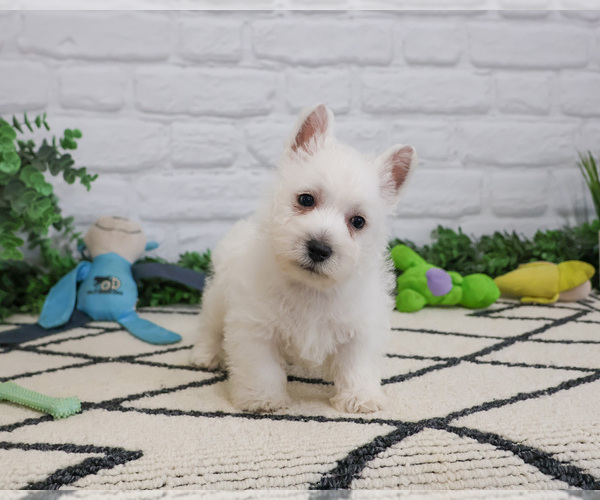 Medium Photo #6 West Highland White Terrier Puppy For Sale in SYRACUSE, IN, USA