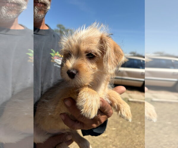 Medium Photo #4 Dachshund-Unknown Mix Puppy For Sale in Grafton, WI, USA
