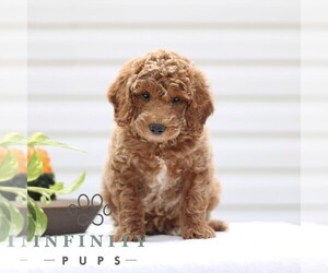 Goldendoodle (Miniature) Puppy for sale in RONKS, PA, USA