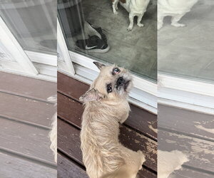 Moni - Female French Bulldog-Unknown Mix Dog for Adoption - Photo #2