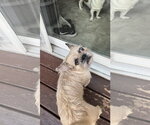 Small Photo #2 French Bulldog-Unknown Mix Puppy For Sale in New London, WI, USA