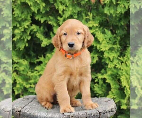 Medium Photo #4 Golden Irish Puppy For Sale in BLAIN, PA, USA