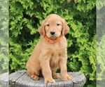 Small #3 Golden Irish