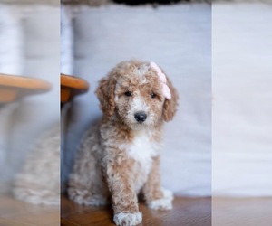 Goldendoodle (Miniature) Puppy for sale in KNOXVILLE, TN, USA