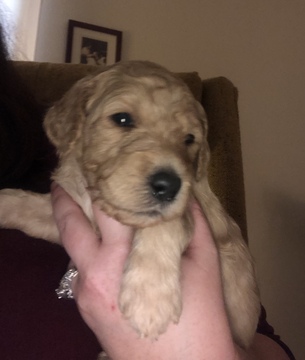Medium Photo #6 Goldendoodle Puppy For Sale in CONYERS, GA, USA