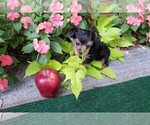 Small Photo #9 Yorkshire Terrier Puppy For Sale in ARLINGTON, TX, USA