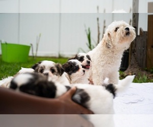 Mother of the Maltipoo puppies born on 02/11/2022