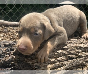 Doberman Pinscher Puppy for sale in HINTON, WV, USA
