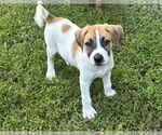 Small Border Collie Mix