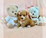 Small #8 Poodle (Toy)
