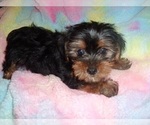 Small #3 Yorkshire Terrier