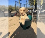 Small Photo #2 Labrador Retriever Puppy For Sale in LIVINGSTON, CA, USA