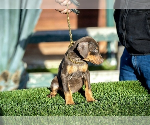 Medium Photo #6 Doberman Pinscher Puppy For Sale in GUSTINE, CA, USA