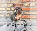 Small #9 French Bulldog