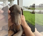 Small #20 Doberman Pinscher