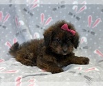 Small Photo #6 Poovanese Puppy For Sale in LAKELAND, FL, USA