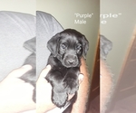 Small Photo #1 Labrador Retriever Puppy For Sale in HUDSON, WI, USA