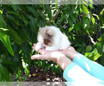Small Photo #25 Pomeranian Puppy For Sale in WEST PALM BEACH, FL, USA