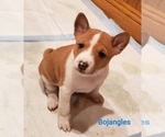Puppy Bojangles Basenji