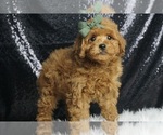 Puppy Shuggy AKC Poodle (Toy)