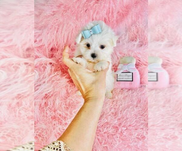 Medium Photo #17 Maltese Puppy For Sale in THONOTOSASSA, FL, USA