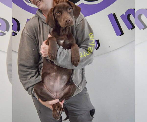 Medium Photo #4 - Mix Puppy For Sale in Huntley, IL, USA