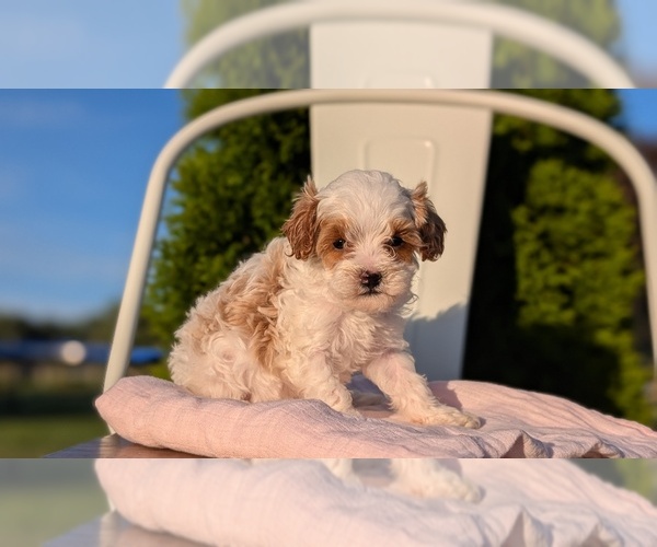 Medium Photo #13 Cavapoo (Miniature) Puppy For Sale in GOSHEN, IN, USA