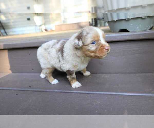 Medium Photo #46 Miniature Australian Shepherd Puppy For Sale in DAWSON, GA, USA