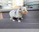 Small #10 Miniature Australian Shepherd