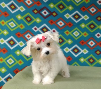 Medium Photo #1 Maltese Puppy For Sale in NORTH, NC, USA
