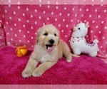 Small Photo #9 Goldendoodle-Poodle (Standard) Mix Puppy For Sale in PEYTON, CO, USA