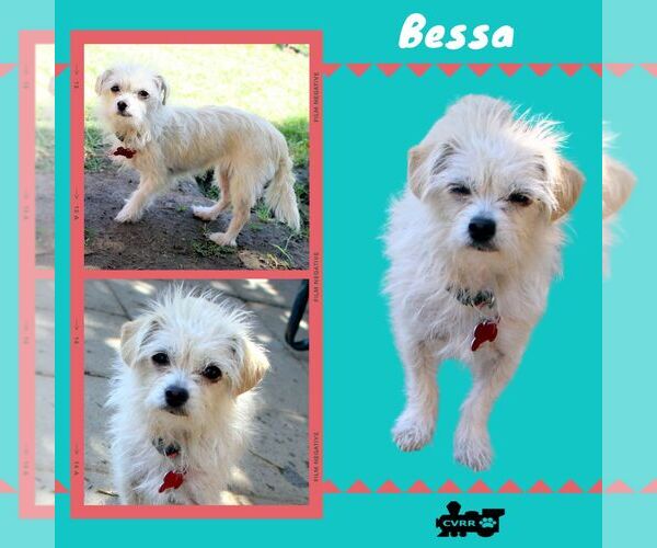 Medium Photo #1 Maltese-Unknown Mix Puppy For Sale in Lindsay, CA, USA