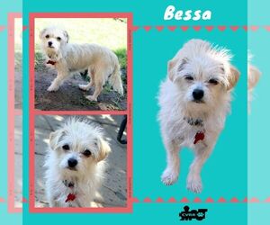 Maltese-Unknown Mix Dogs for adoption in Lindsay, CA, USA