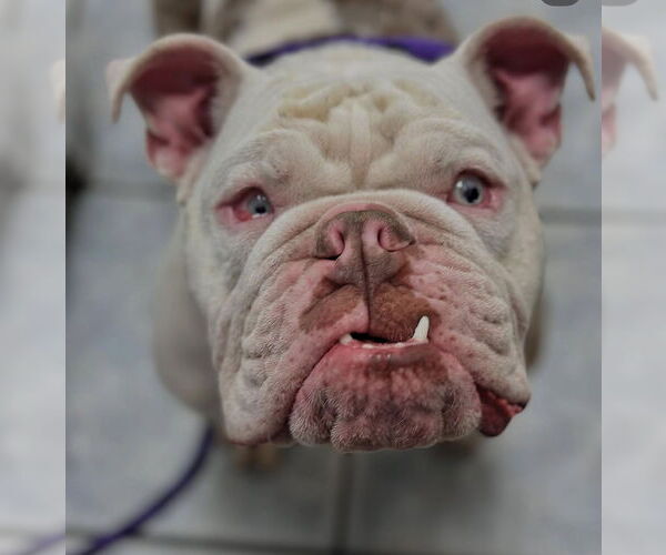 Medium Photo #4 Bulldog Puppy For Sale in Las Vegas, NV, USA