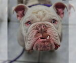 Small #3 Bulldog