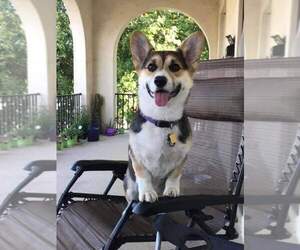 Father of the Pembroke Welsh Corgi puppies born on 12/01/2022