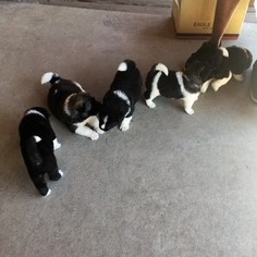 Akita Puppy for sale in AURORA, CO, USA