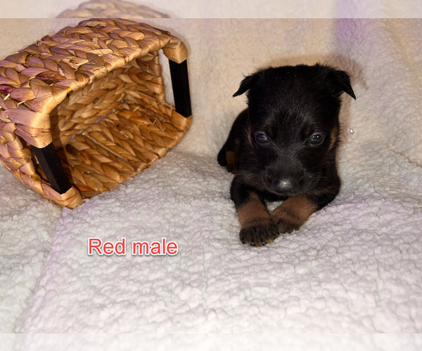 Medium Photo #2 Belgian Malinois Puppy For Sale in HOUSTON, TX, USA