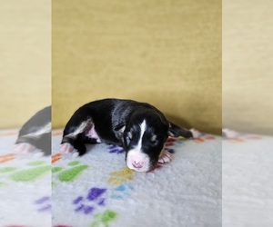 Australian Shepherd Puppy for sale in PHOENIX, AZ, USA