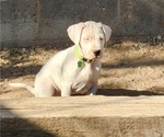 Small #4 Dogo Argentino
