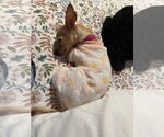Small #3 Chihuahua