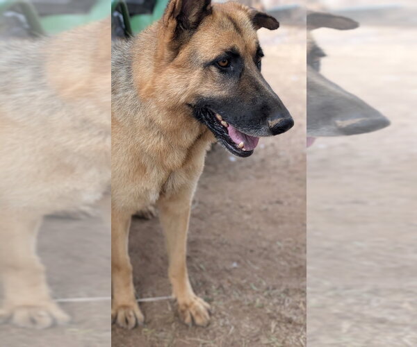 Medium Photo #2 German Shepherd Dog-Unknown Mix Puppy For Sale in Lake Forest, CA, USA