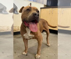 American Pit Bull Terrier Dogs for adoption in Camarillo, CA, USA